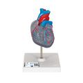 3B Scientific Classic Heart with Conducting System - w/ 3B Smart Anatomy 1019311